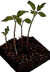 Select seedlings